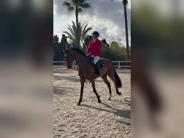 Cheval de sport espagnol Jument 14 Ans 168 cm Bai in Villanueva Del Pardillo