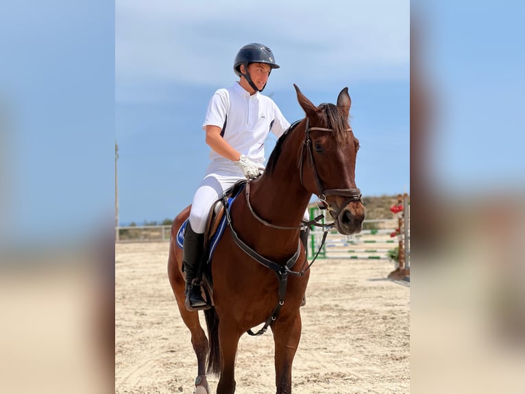 Cheval de sport espagnol Jument 14 Ans 168 cm Bai in Villanueva Del Pardillo