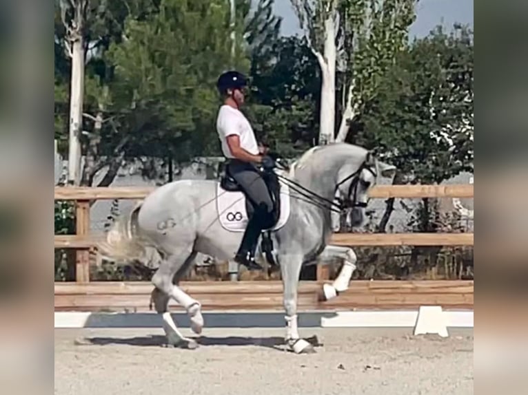 Cheval de sport espagnol Jument 14 Ans 170 cm Gris in Sueca