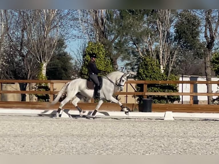 Cheval de sport espagnol Jument 14 Ans 170 cm Gris in Sueca