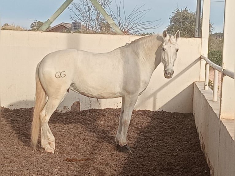 Cheval de sport espagnol Jument 14 Ans 170 cm Gris in Sueca