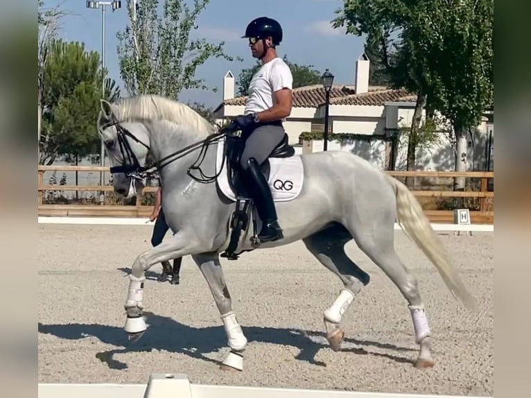 Cheval de sport espagnol Jument 14 Ans 170 cm Gris in Sueca