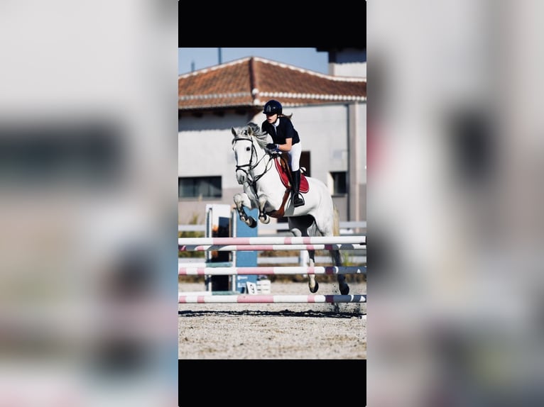 Cheval de sport espagnol Jument 14 Ans 60 cm Gris in Granada