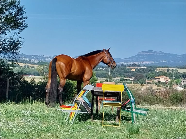 Cheval de sport espagnol Jument 15 Ans 172 cm Bai in Llerona (Franqueses Del Valles, Les)