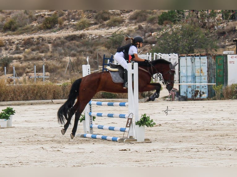 Cheval de sport espagnol Jument 16 Ans 158 cm Bai in Alcantarilla