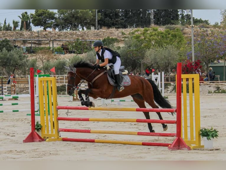 Cheval de sport espagnol Jument 16 Ans 158 cm Bai in Alcantarilla