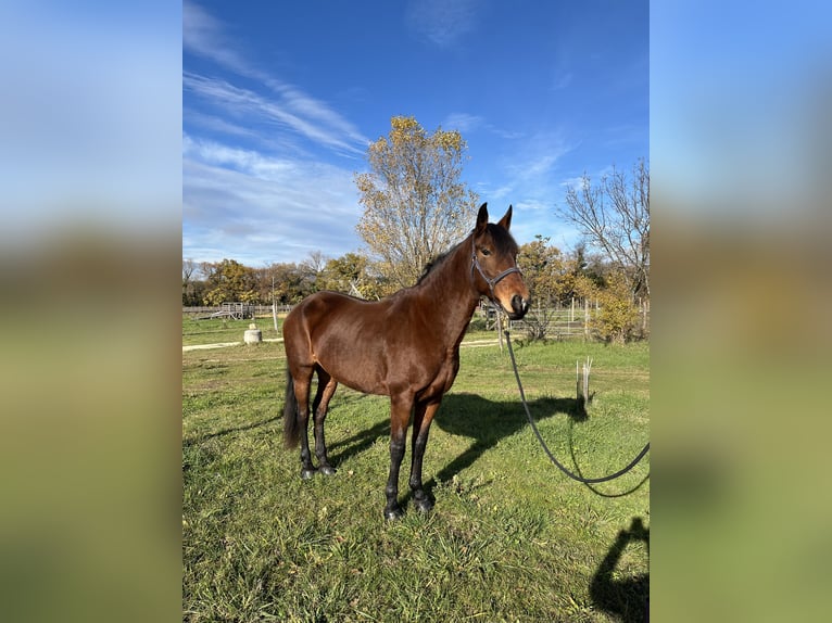 Cheval de sport espagnol Jument 16 Ans 164 cm Bai in chantemerle-les-grignan