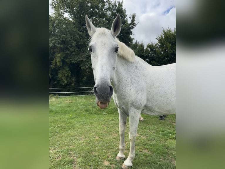 Cheval de sport espagnol Jument 18 Ans 155 cm Gris in Krumbach