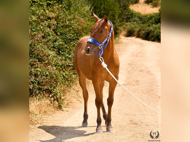 Cheval de sport espagnol Jument 1 Année 145 cm Bai brun in Navalperal De Pinares