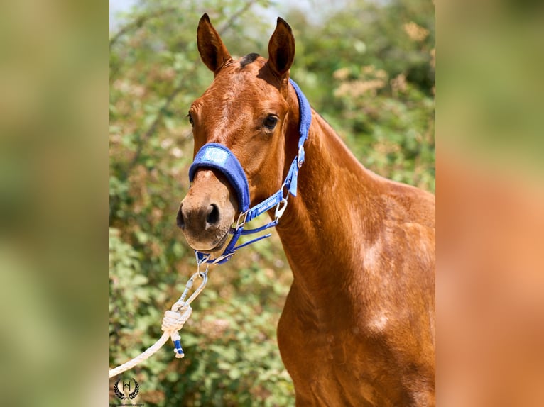 Cheval de sport espagnol Jument 1 Année 145 cm Bai brun in Navalperal De Pinares