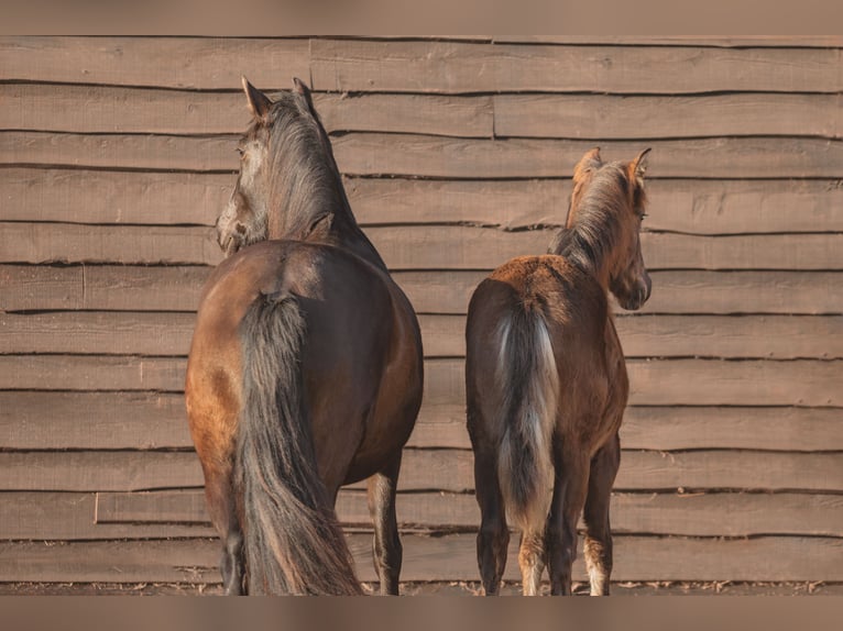 Cheval de sport espagnol Jument 1 Année 149 cm Noir in Aartrijke
