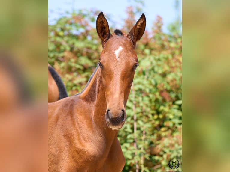 Cheval de sport espagnol Jument 1 Année 150 cm Bai in Navalperal De Pinares