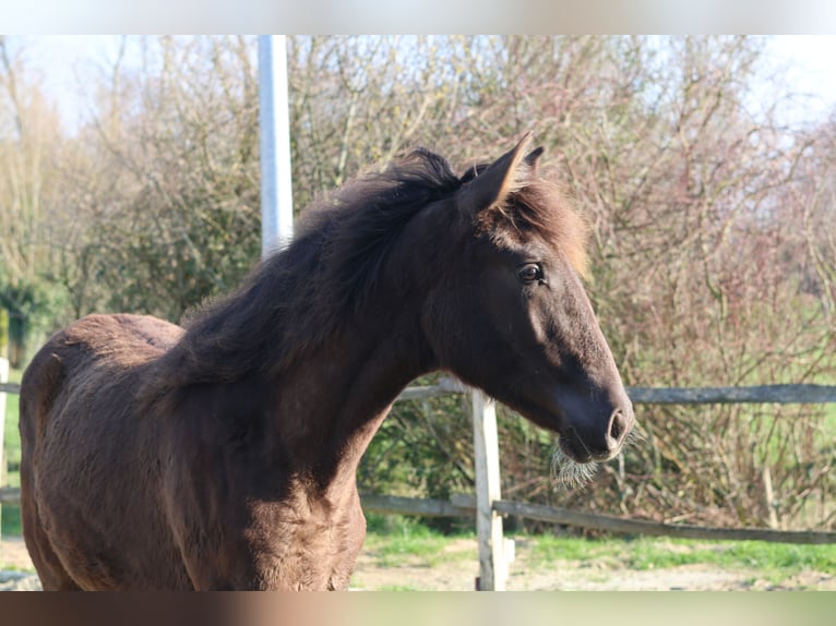 Cheval de sport espagnol Jument 1 Année 151 cm Noir in Aartrijke