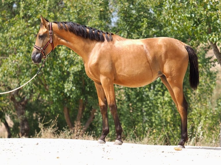 Cheval de sport espagnol Jument 1 Année 153 cm Buckskin in NAVAS DEL MADRONO