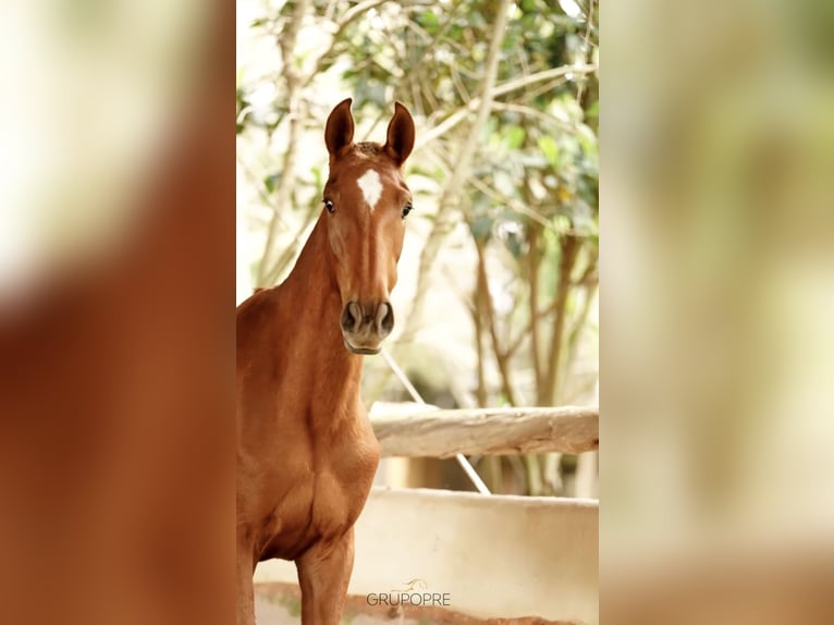Cheval de sport espagnol Jument 1 Année 165 cm Alezan in Castello D'Empuries