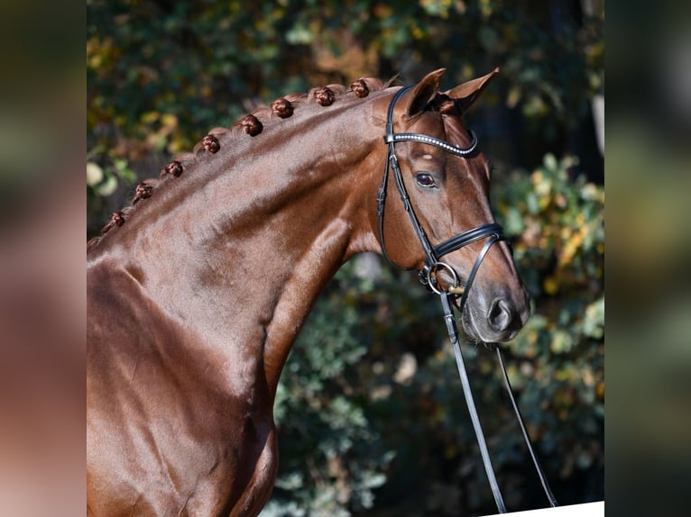 Cheval de sport espagnol Jument 1 Année Alezan brûlé in Avila