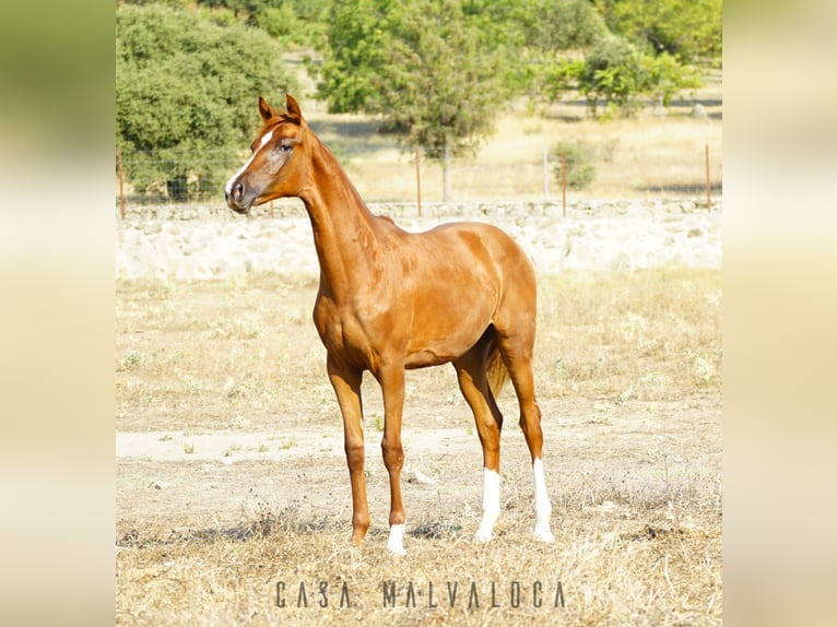 Cheval de sport espagnol Jument 1 Année Alezan brûlé in Avila