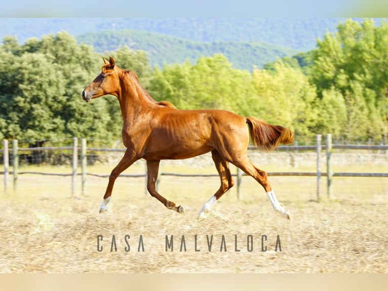 Cheval de sport espagnol Jument 1 Année Alezan brûlé in Avila