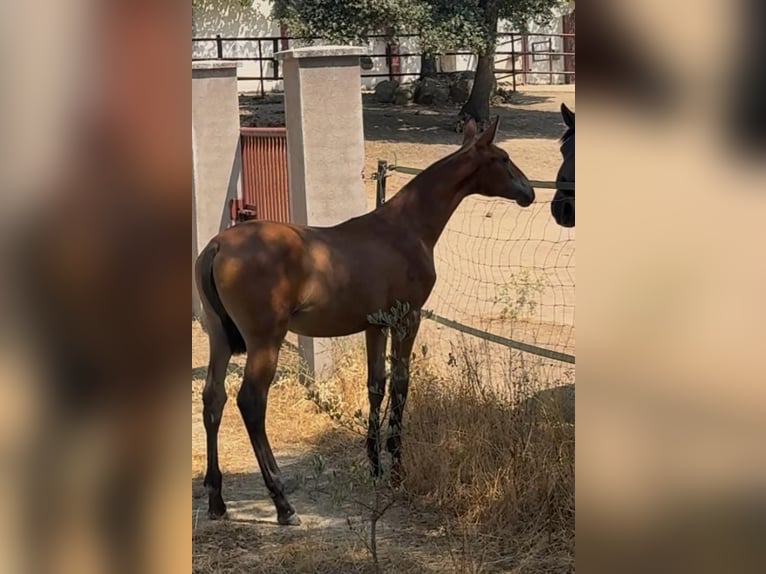 Cheval de sport espagnol Jument 1 Année Bai clair in Pepino