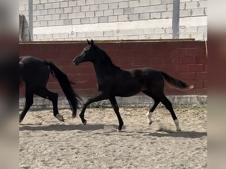 Cheval de sport espagnol Jument 1 Année in Madrid