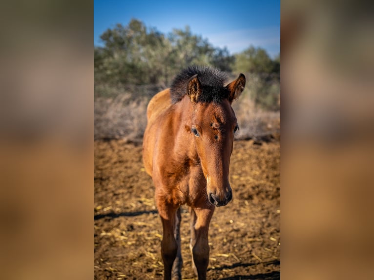 Cheval de sport espagnol Croisé Jument 2 Ans 130 cm Bai in Valencia