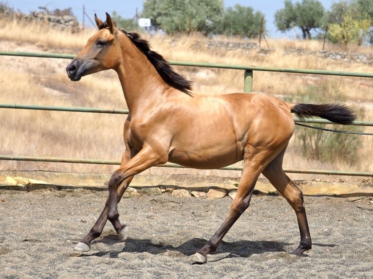 Cheval de sport espagnol Jument 2 Ans 153 cm Buckskin in NAVAS DEL MADRONO