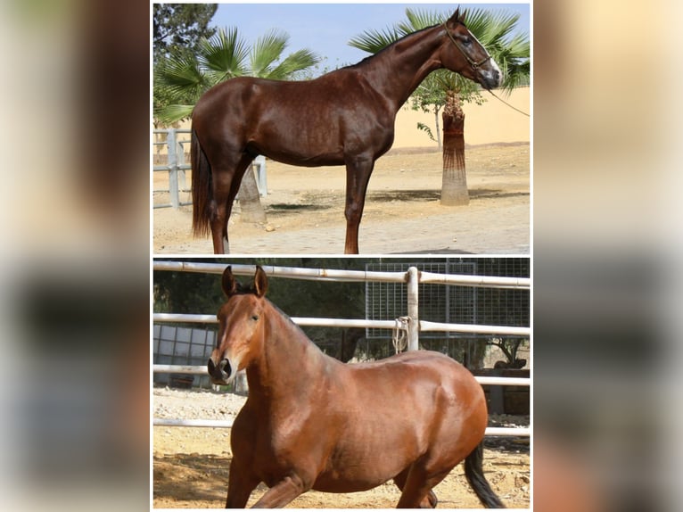 Cheval de sport espagnol Jument 2 Ans 155 cm Alezan brûlé in Bencarron (Utrera)