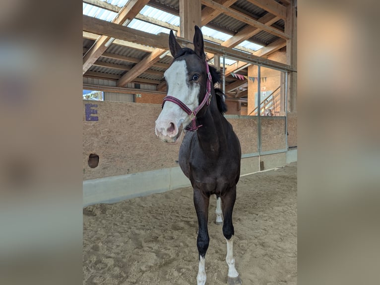 Cheval de sport espagnol Jument 2 Ans 158 cm Bai brun in Wangen im Allg&#xE4;u