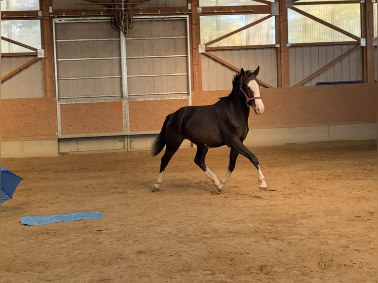 Cheval de sport espagnol Jument 2 Ans 158 cm Bai brun in Wangen im Allg&#xE4;u