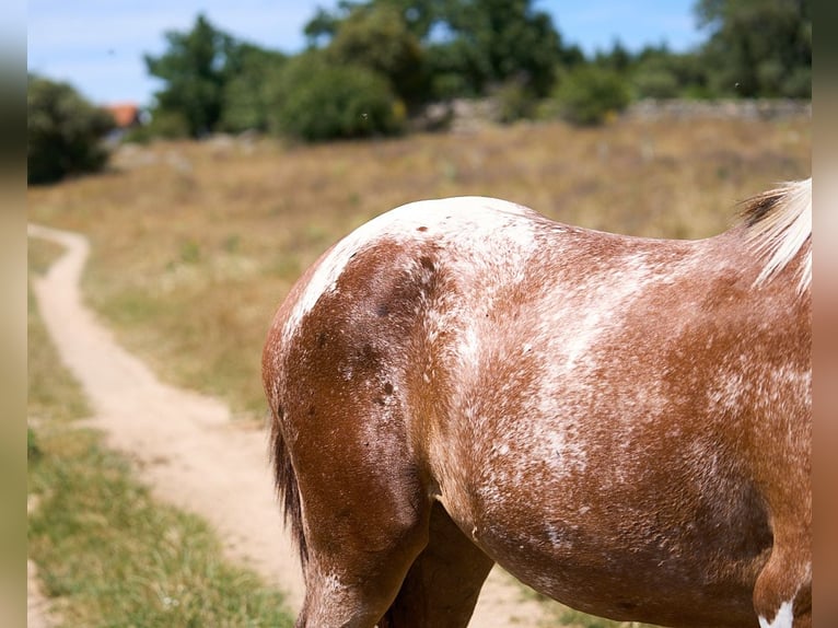 Cheval de sport espagnol Jument 2 Ans 158 cm Tobiano-toutes couleurs in Navalperal De Pinares