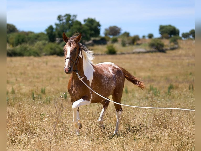 Cheval de sport espagnol Jument 2 Ans 158 cm Tobiano-toutes couleurs in Navalperal De Pinares