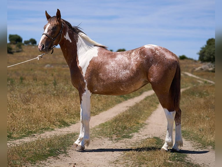 Cheval de sport espagnol Jument 2 Ans 158 cm Tobiano-toutes couleurs in Navalperal De Pinares