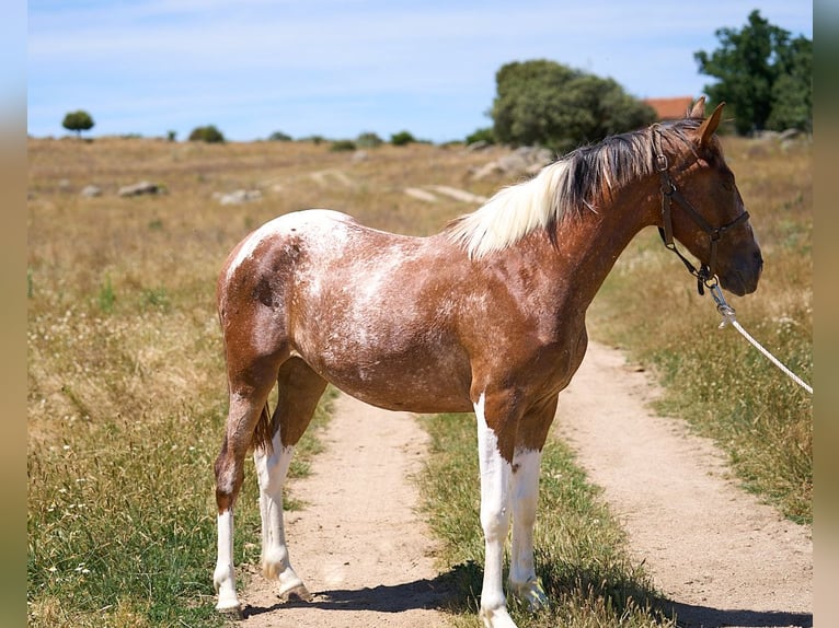 Cheval de sport espagnol Jument 2 Ans 158 cm Tobiano-toutes couleurs in Navalperal De Pinares