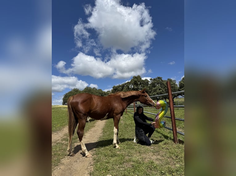 Cheval de sport espagnol Jument 2 Ans 159 cm Alezan in Gerena