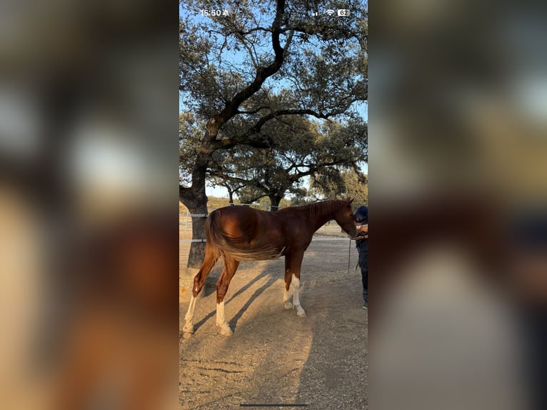 Cheval de sport espagnol Jument 2 Ans 159 cm Alezan in Gerena