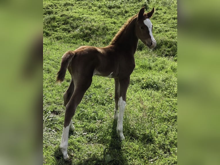 Cheval de sport espagnol Jument 2 Ans 159 cm Alezan in Gerena