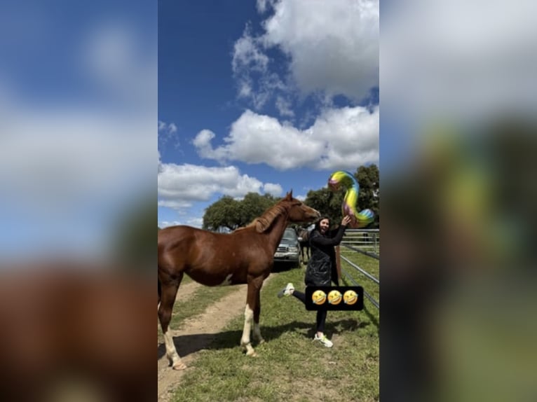 Cheval de sport espagnol Jument 2 Ans 159 cm Alezan in Gerena