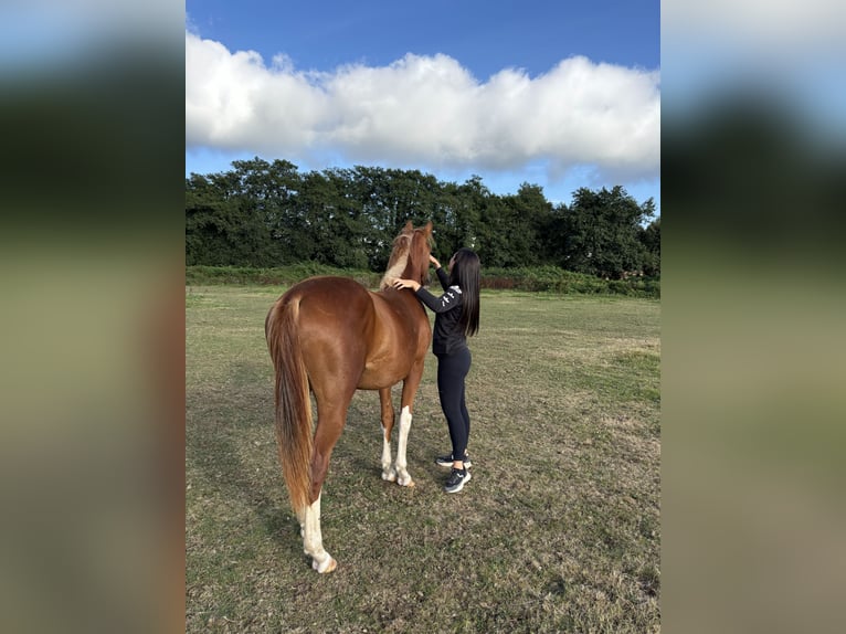 Cheval de sport espagnol Jument 2 Ans 159 cm Alezan in Gerena