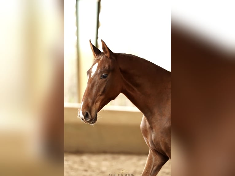 Cheval de sport espagnol Jument 2 Ans 160 cm Alezan in Castello D'Empuries