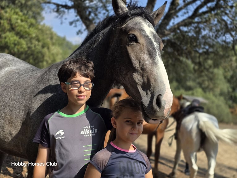 Cheval de sport espagnol Croisé Jument 2 Ans 160 cm Gris pommelé in Navahermosa