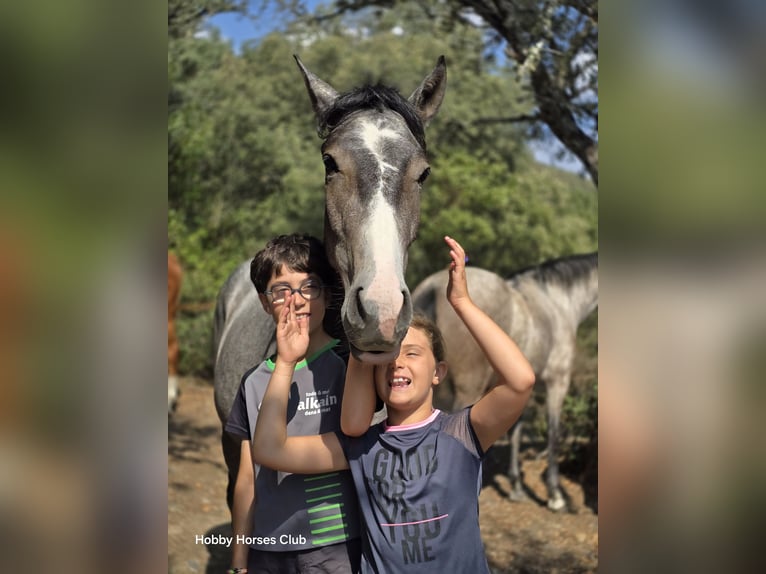 Cheval de sport espagnol Croisé Jument 2 Ans 160 cm Gris pommelé in Navahermosa