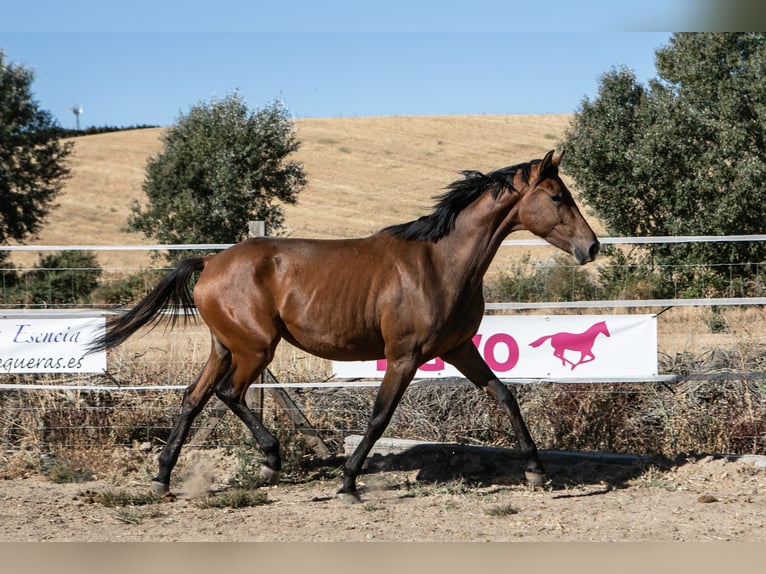 Cheval de sport espagnol Jument 2 Ans 165 cm Bai in ZAMORA