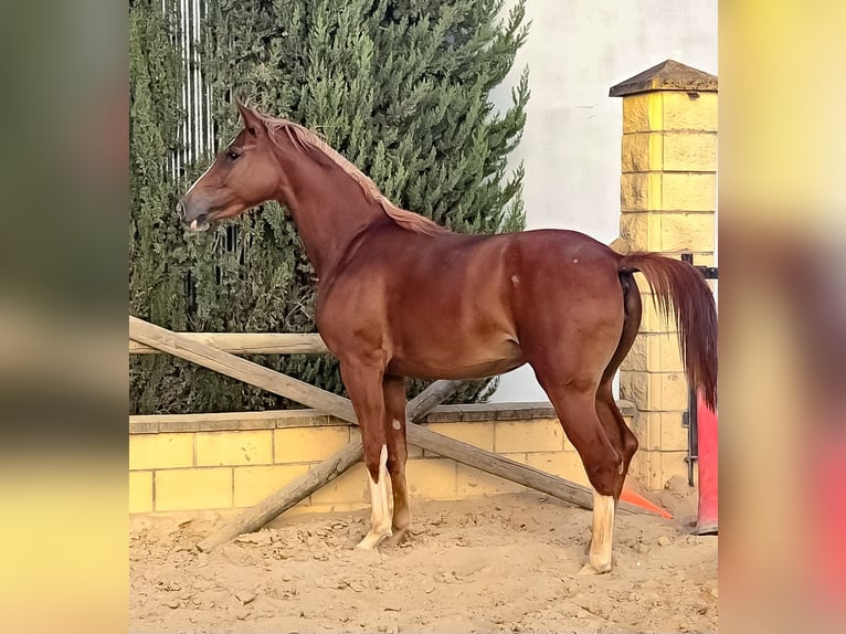 Cheval de sport espagnol Croisé Jument 2 Ans 166 cm Alezan in Villamartin