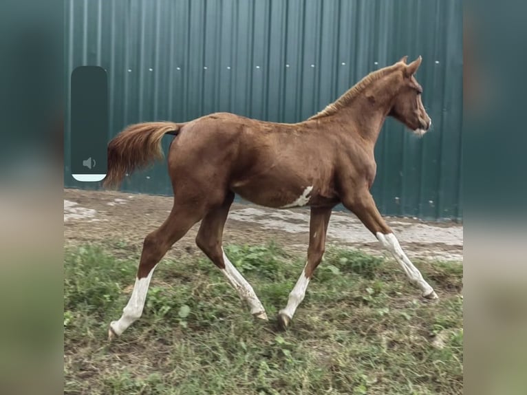 Cheval de sport espagnol Jument 2 Ans Alezan in Boiro