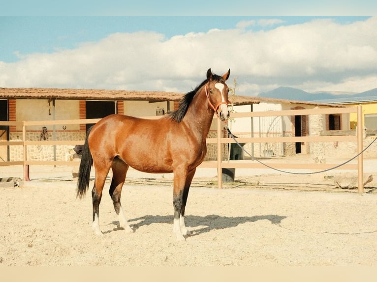 Cheval de sport espagnol Jument 2 Ans Bai in COLMENAR  VIEJO