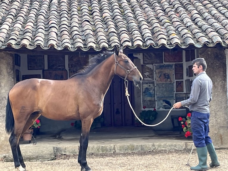 Cheval de sport espagnol Jument 2 Ans Bai in Sancti Spiritus