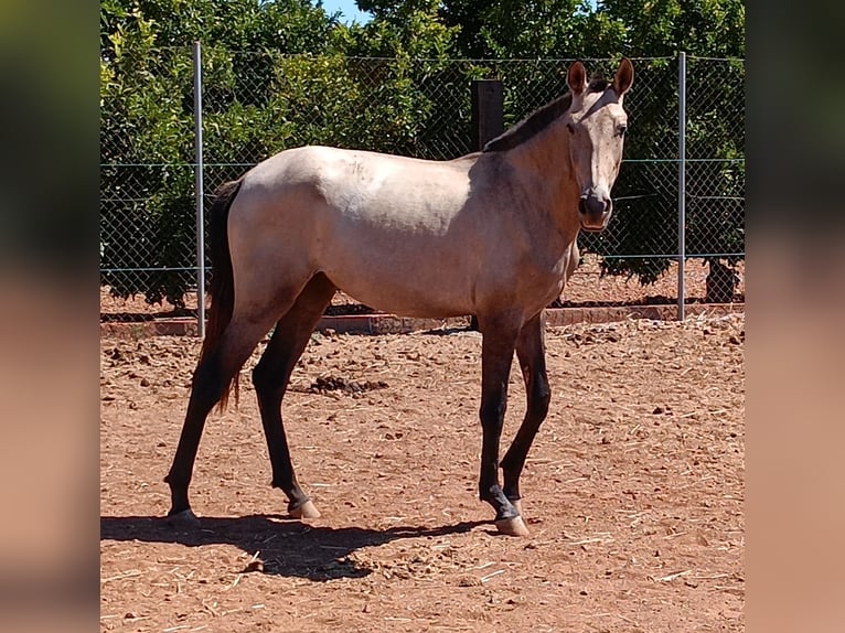 Cheval de sport espagnol Jument 2 Ans Gris in La Vall D'Uixo