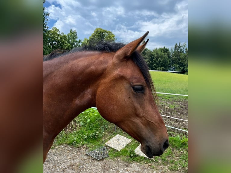 Cheval de sport espagnol Jument 3 Ans 155 cm Isabelle in Bad Feilnbach