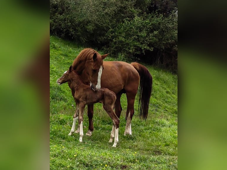 Cheval de sport espagnol Jument 3 Ans 158 cm Alezan in Gerena