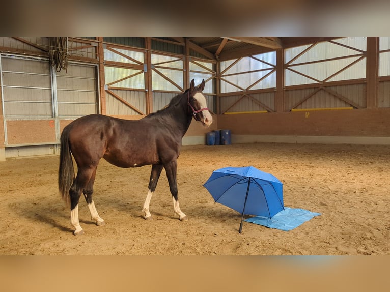 Cheval de sport espagnol Jument 3 Ans 158 cm Bai brun in Wangen im Allgäu
